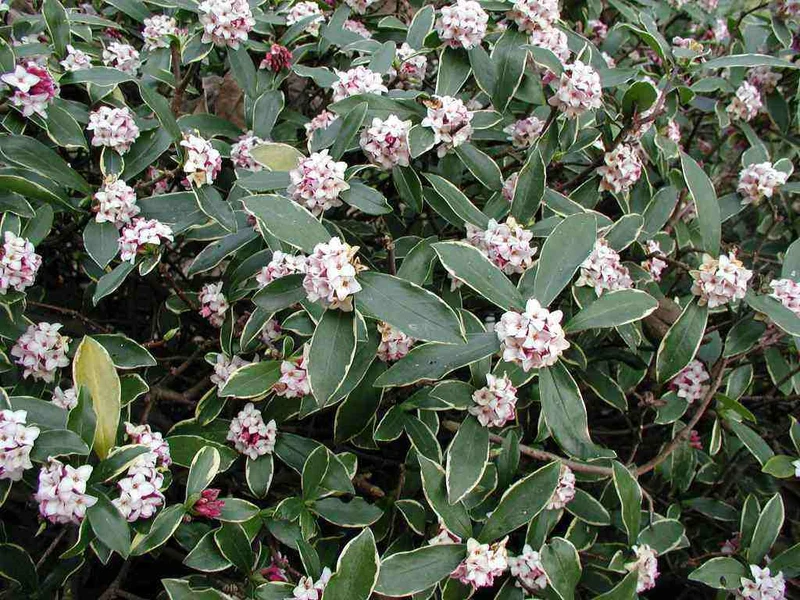DAPHNE ODORA AUREOMARGINATA VASO 17CM