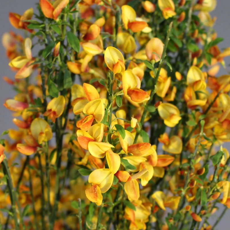 CYTISUS APRICOT GEM VASO 15CM