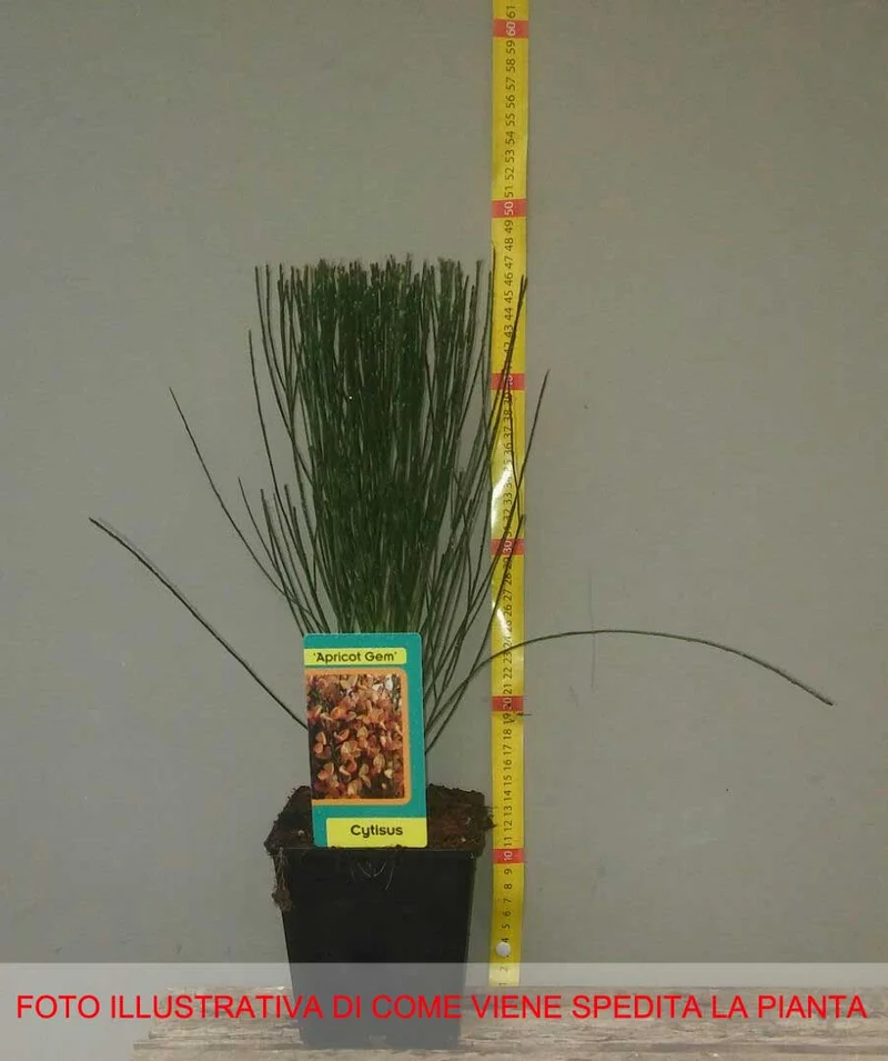 CYTISUS APRICOT GEM VASO 15CM