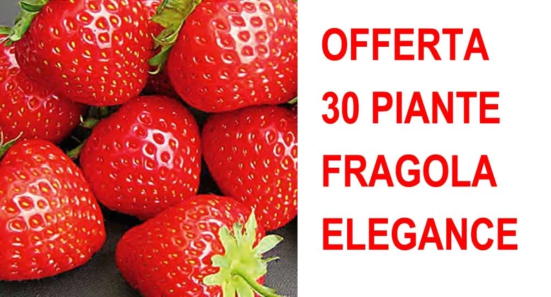 OFFERTA 30 PIANTE A RADICE NUDA FRAGOLA ELEGANCE