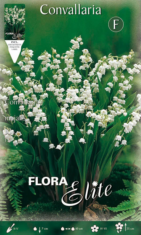 MUGHETTO BIANCO CONVALLARIA MAJALIS (CONFEZIONE DA 10 BULBI)