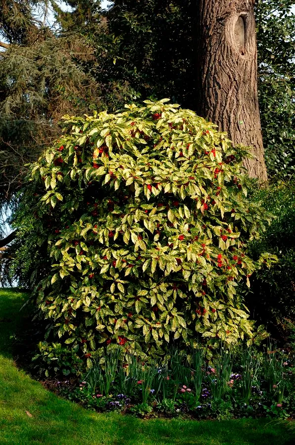 AUCUBA JAPONICA CROTONIFOLIA VASO 14CM