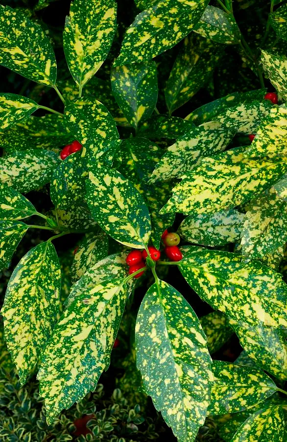 AUCUBA JAPONICA CROTONIFOLIA VASO 14CM