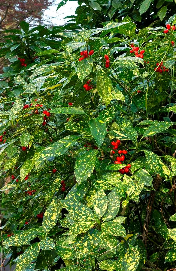 AUCUBA JAPONICA CROTONIFOLIA VASO 14CM