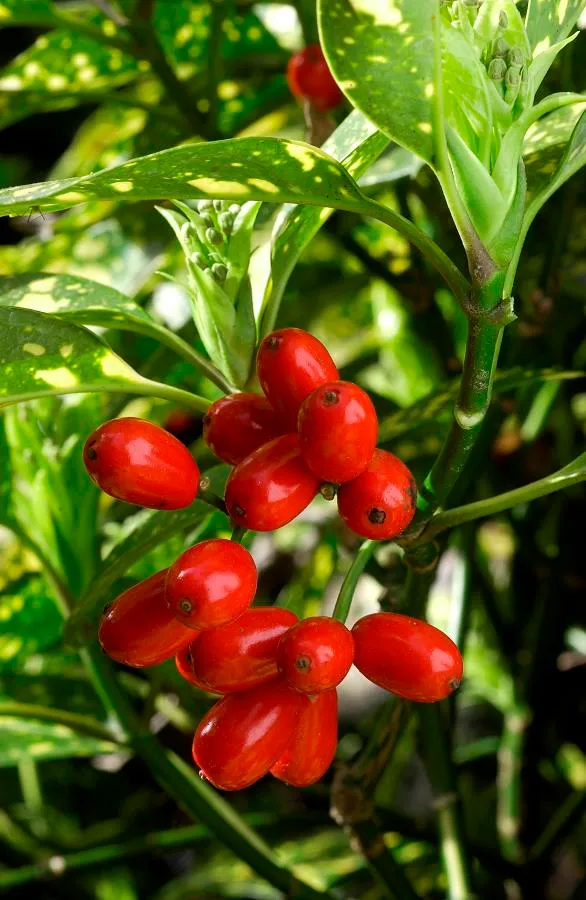 AUCUBA JAPONICA CROTONIFOLIA VASO 21CM