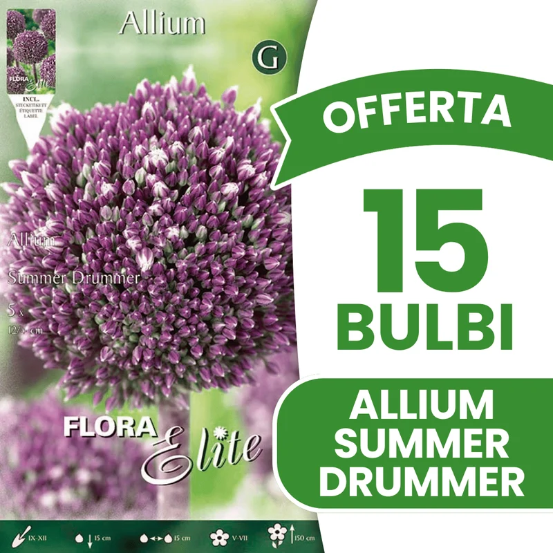 OFFERTA 15 BULBI ALLIUM SUMMER DRUMMER