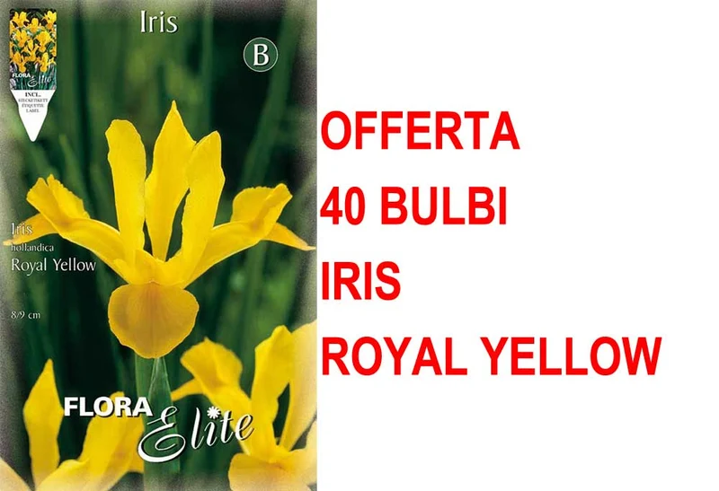 OFFERTA 40 BULBI IRIS HOLLANDICA ROYAL YELLOW