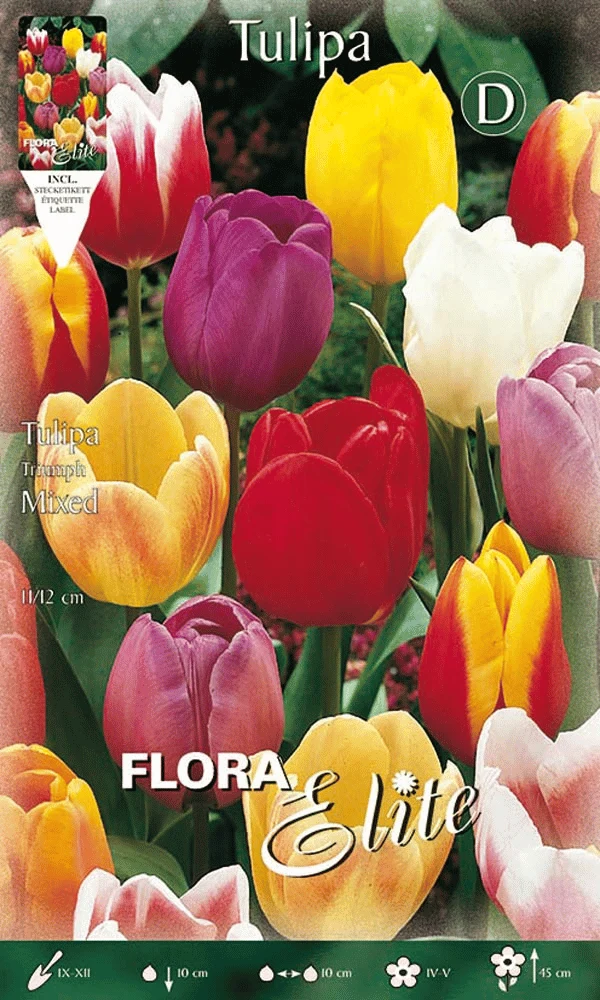 TULIPANO TRIUMPH MIX DI COLORI (CONFEZIONE DA 7 BULBI)