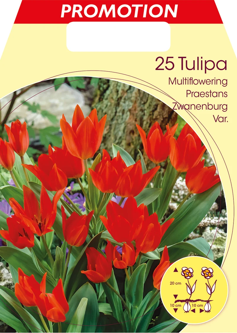 TULIPANO MULTIFIORI PRAESTANS ZWANENBURG (CONFEZIONE DA 25 BULBI)