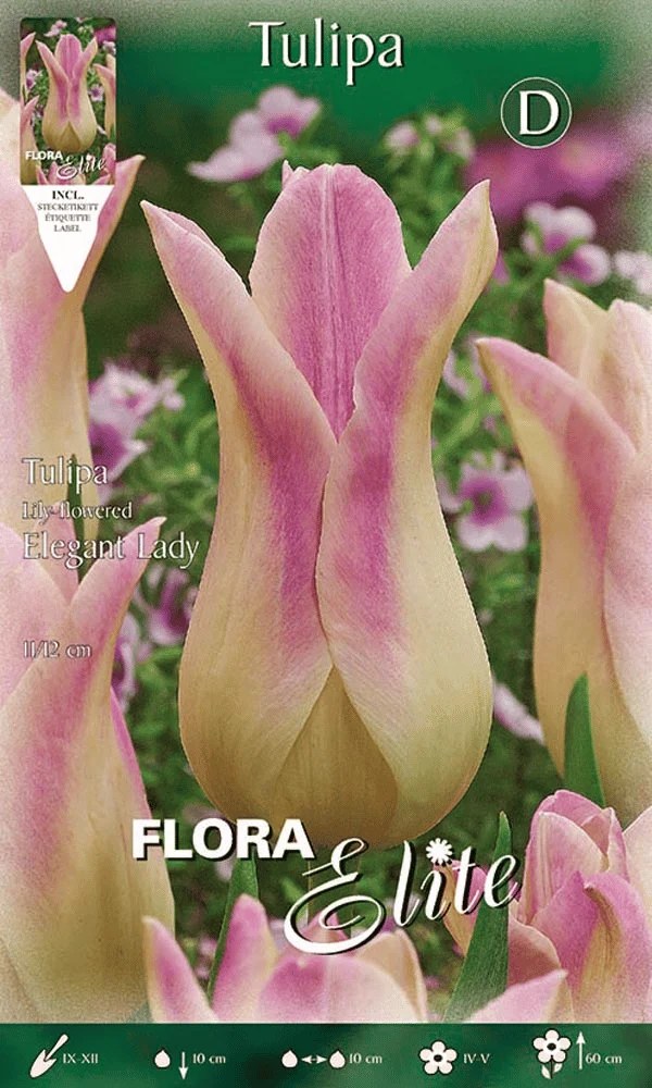 TULIPANO FIOR DI GIGLIO ELEGANT LADY (CONFEZIONE DA 7BULBI)