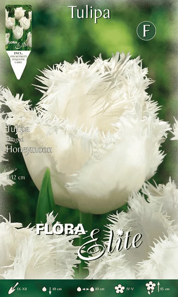 TULIPANO SFRANGIATI HONEYMOON (CONFEZIONE DA 7 BULBI)