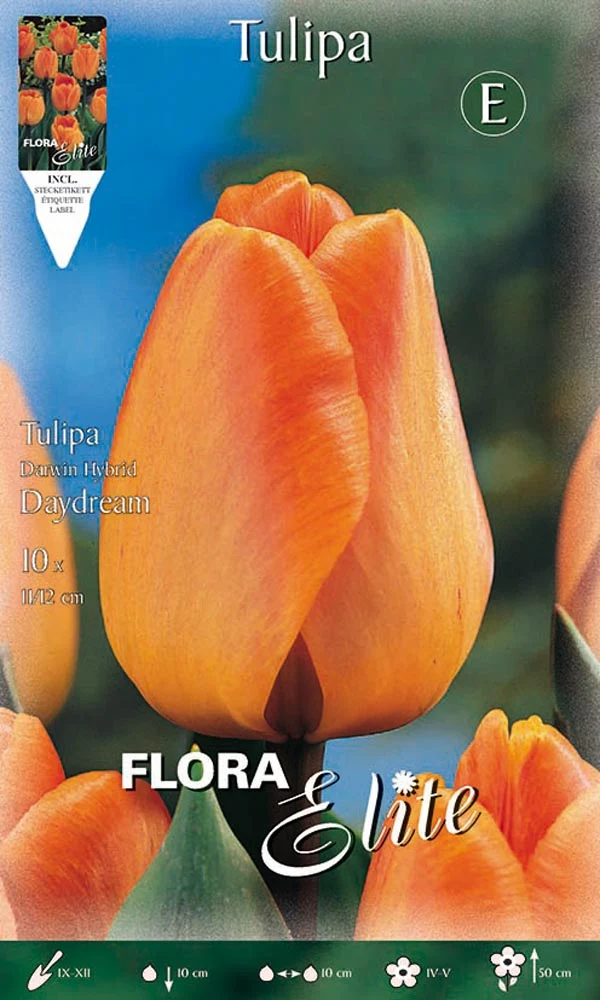 TULIPANO DARWIN HYBRID DAYDREAM (CONFEZIONE DA 10 BULBI)
