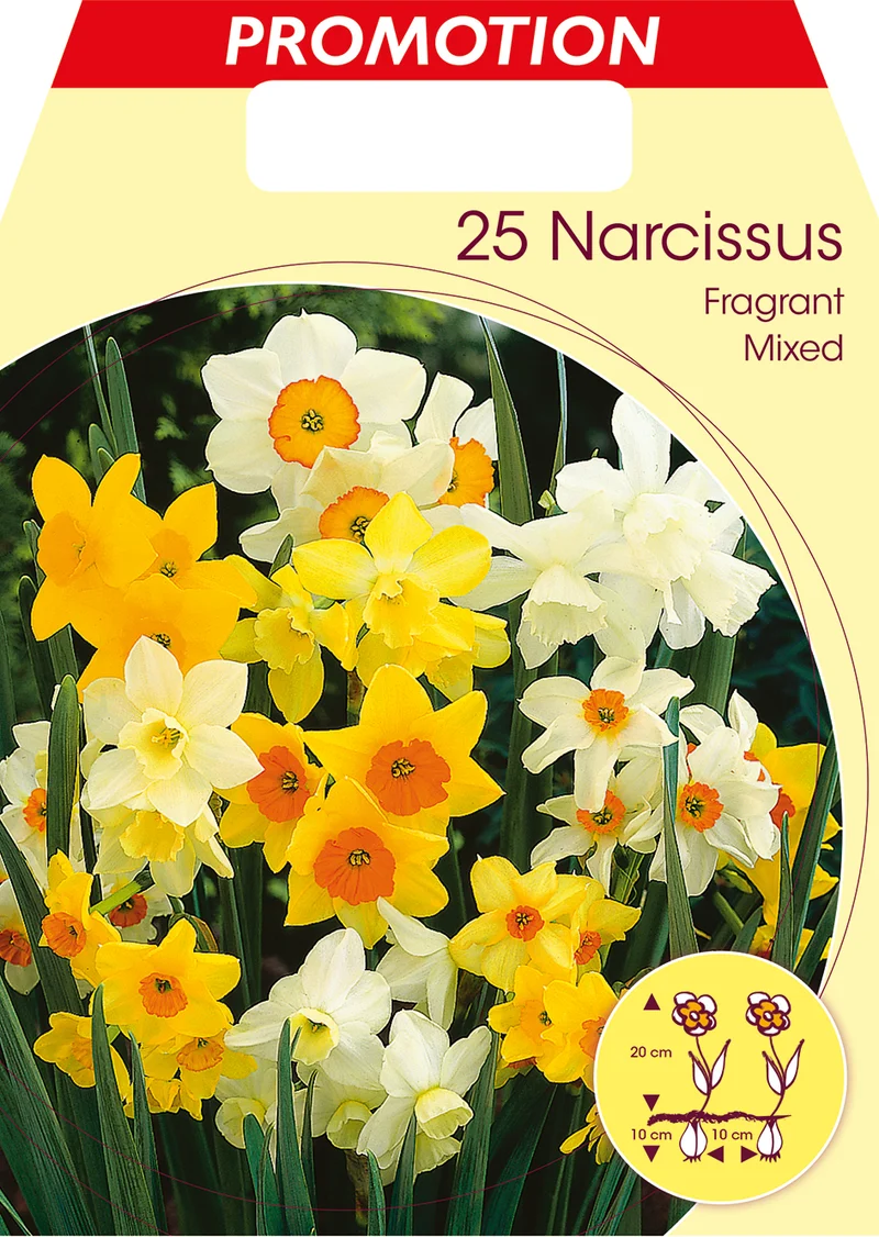NARCISI FRAGRANT MIXED (CONFEZIONE DA 25 BULBI)