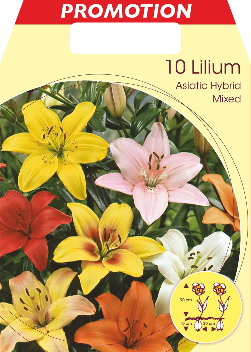 LILIUM ASIATIC MIX (CONFEZIONE DA 10 BULBI)