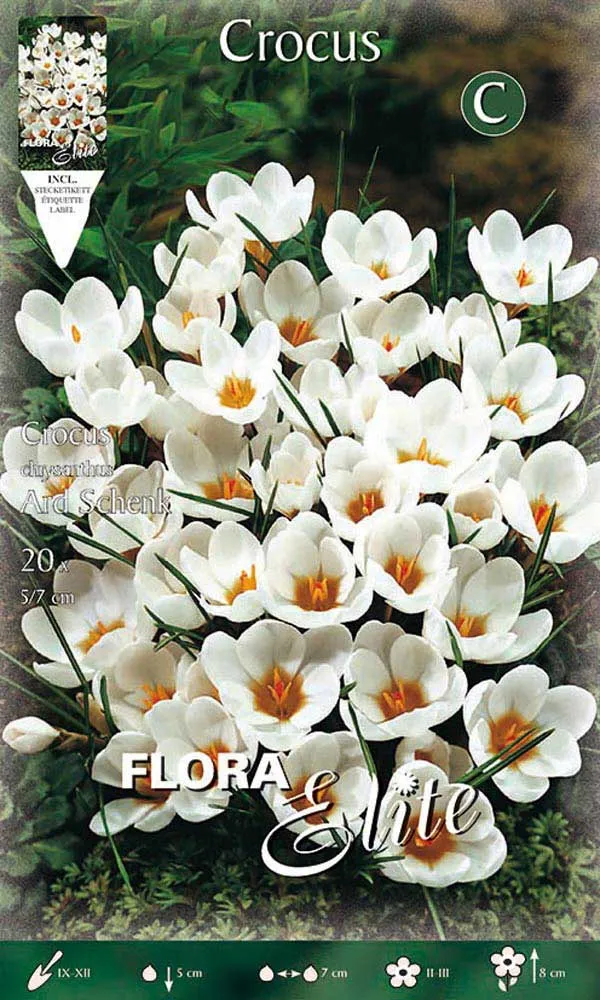CROCUS CHRYSANTHUS ARD SCHENK (CONFEZIONE DA 15 BULBI)