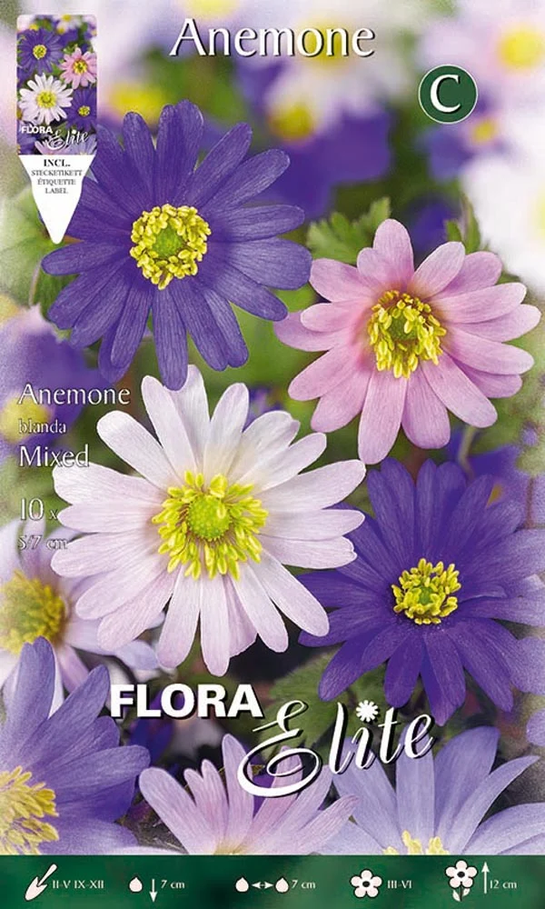 BULBI ANEMONE BLANDA MIXED (CONFEZIONE 10 BULBI)