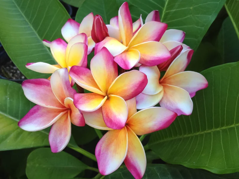 PLUMERIA POMELIA IN VASO 20CM