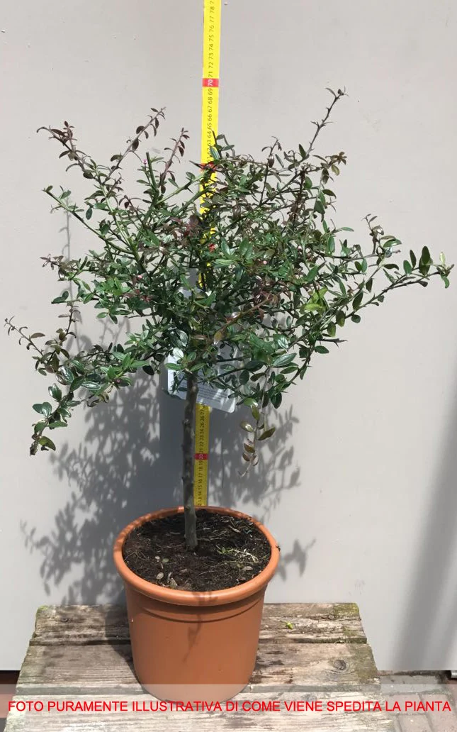 LIMONE CAVIALE VERDE FINGER LIME IN VASO 20CM