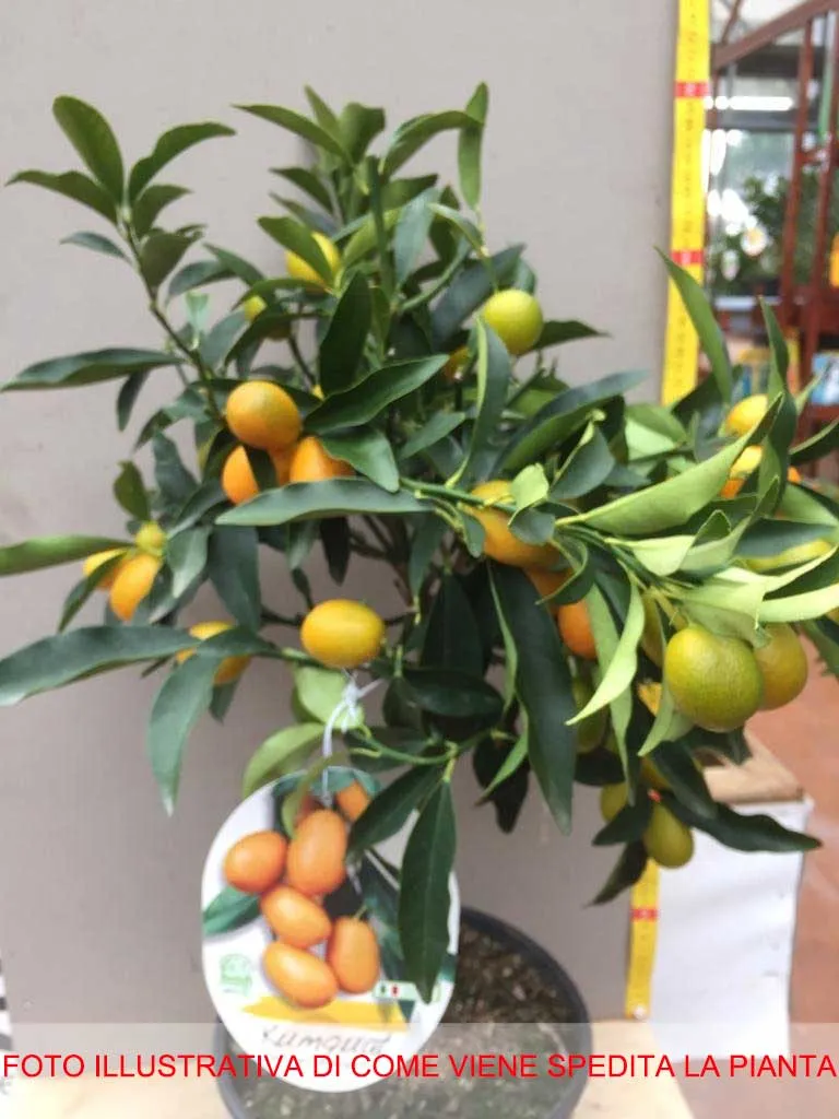 KUMQUAT MANDARINO CINESE IN VASO 20CM