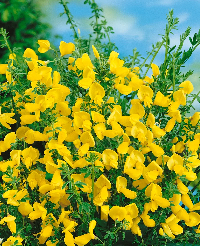CYTISUS VANESSE IN VASO 16CM