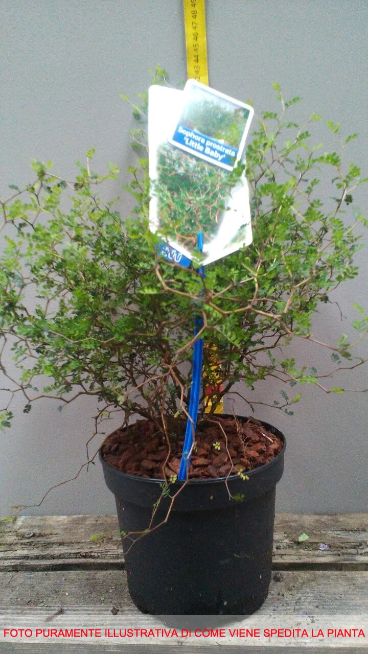 SOPHORA PROSTRATA LITTLE BABY IN VASO 16CM