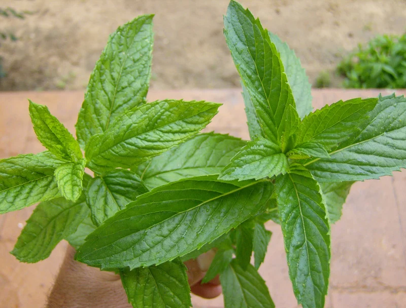 MENTA MOJITO HIERBA BUENA (MENTHA MOJITO) IN VASO 14CM
