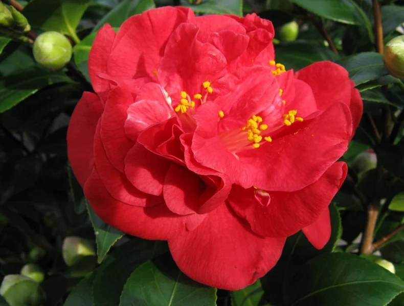 CAMELIA CHARLES COOB VASO 17CM