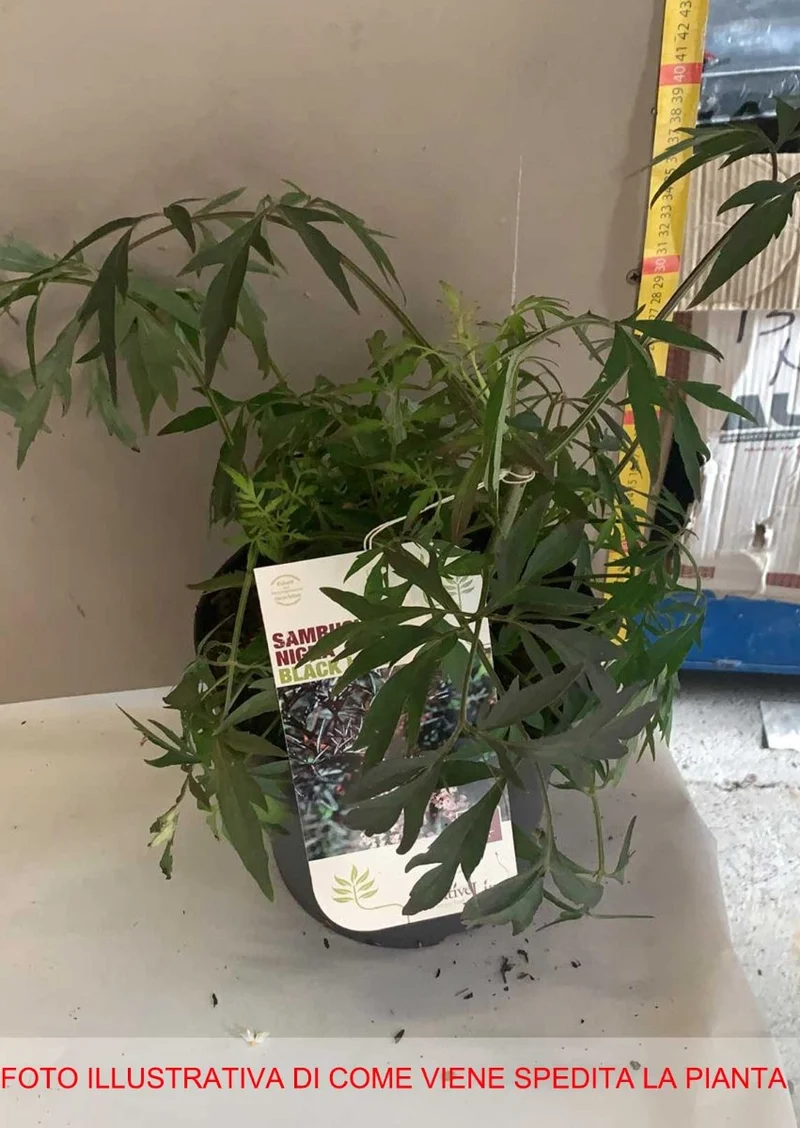 SAMBUCUS SAMBUCO NIGRA BLACK LACE IN VASO 19CM