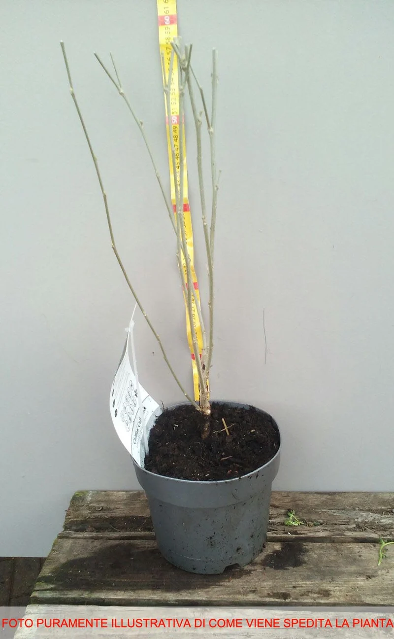 IBISCO CHIFFON LAVANDA IN VASO 19CM