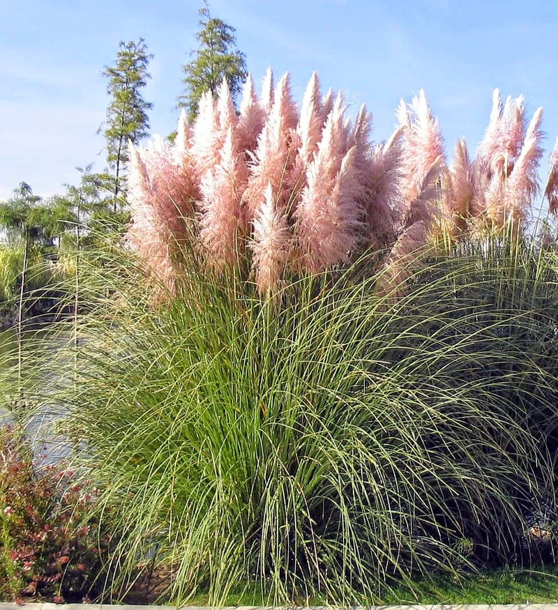CORTADERIA SELLOANA ROSEA IN VASO 17CM