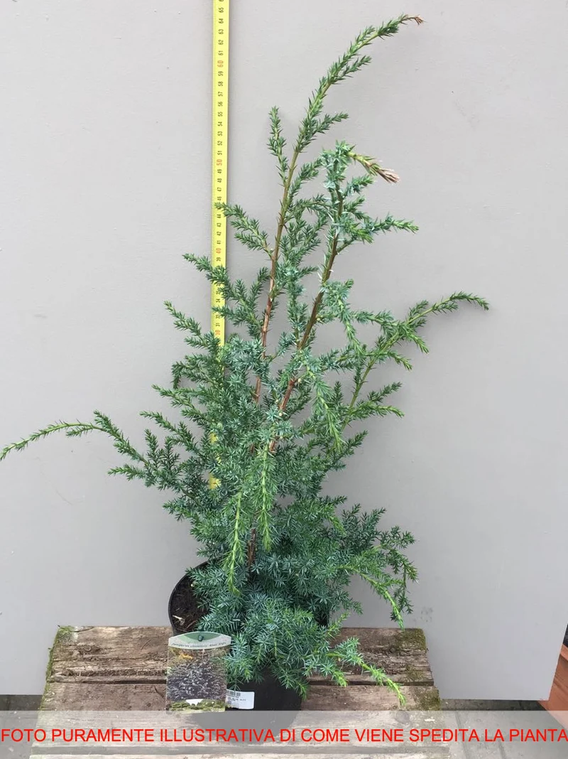JUNIPERUS GINEPRO CHINENSIS BLUE ALPS IN VASO 21CM