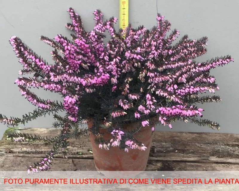 ERICA DARLEYENSIS ROSA VASO 13CM