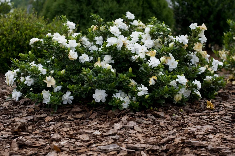 GARDENIA RADICANS RADICANTE VASO 16CM