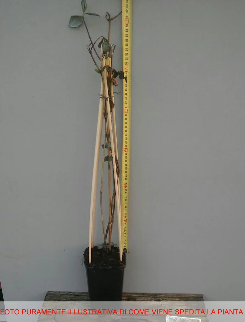 LONICERA CAPRIFOGLIO PERICLYMENUM BELGICA VASO 17CM