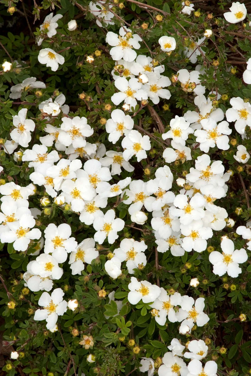 POTENTILLA FRUCTICOSA BIANCA VASO 16CM