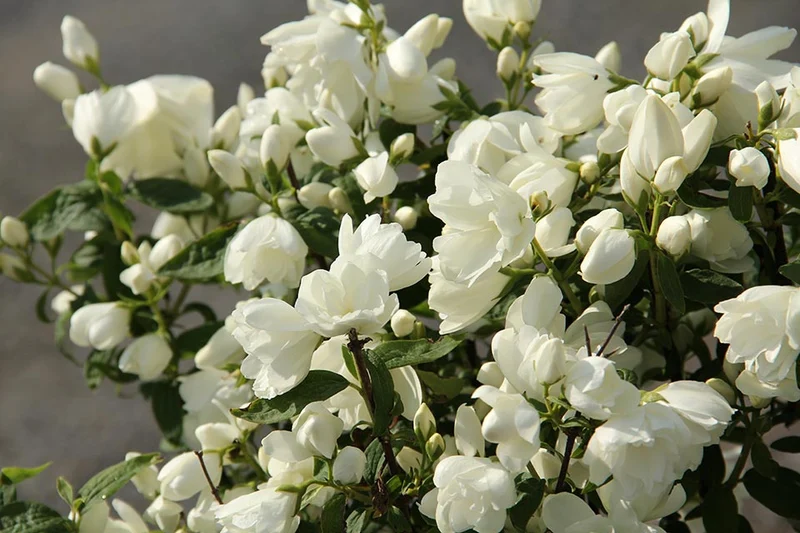 PHILADELPHUS VIRGINAL VASO 17CM