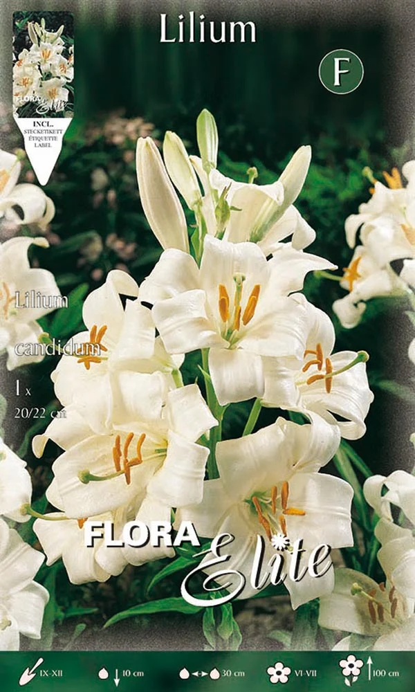 LILIUM CANDIDUM (CONFEZIONE DA 1 BULBO)