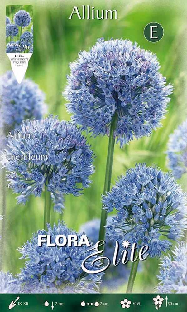 BULBI ALLIUM CAERULEUM (CONFEZIONE 20 BULBI)