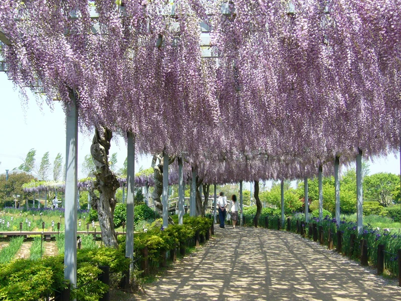 GLICINE WISTERIA FLORIBUNDA NAGA NODA VASO 15CM