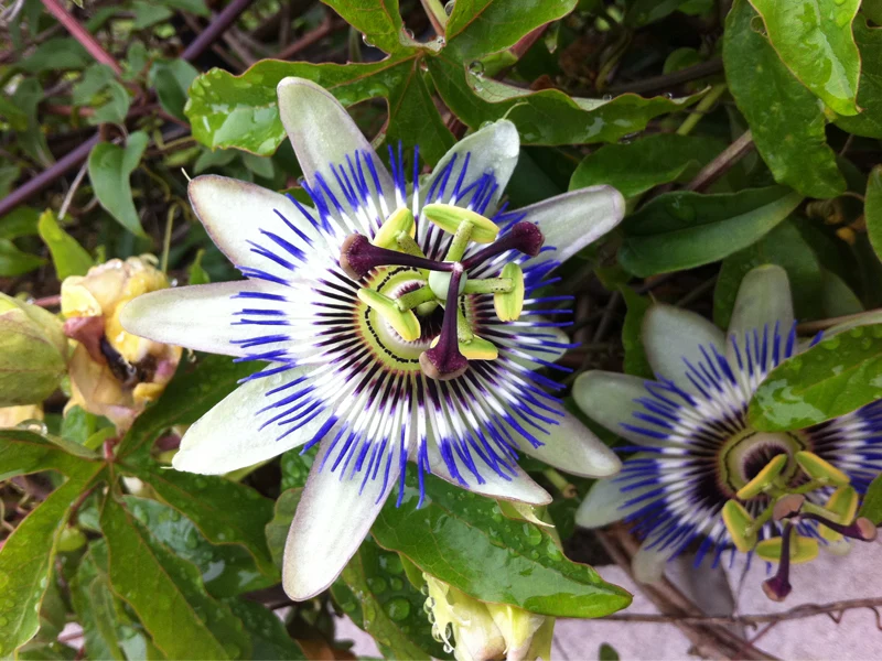 PASSIFLORA CAERULEA IN VASO 15CM