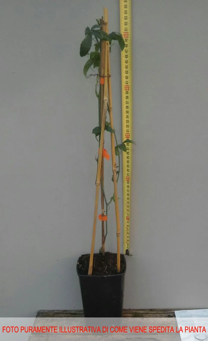 PASSIFLORA CAERULEA IN VASO 15CM