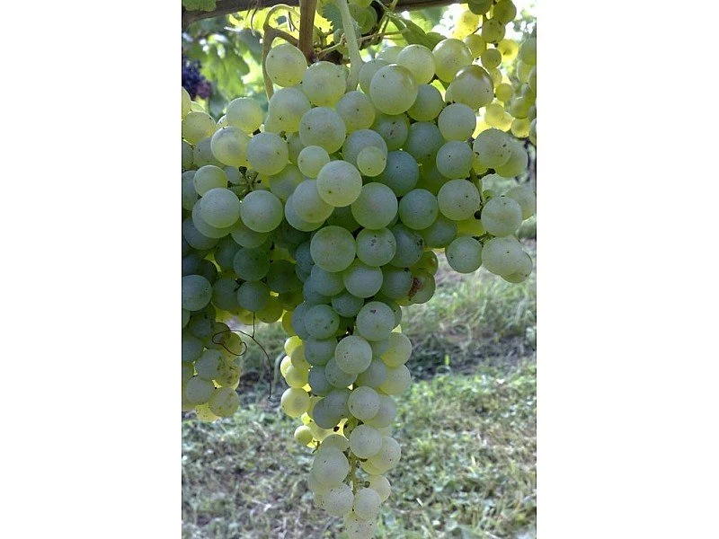 UVA LUGLIENGA LUGLIATICA O SANT'ANNA VASO 18CM
