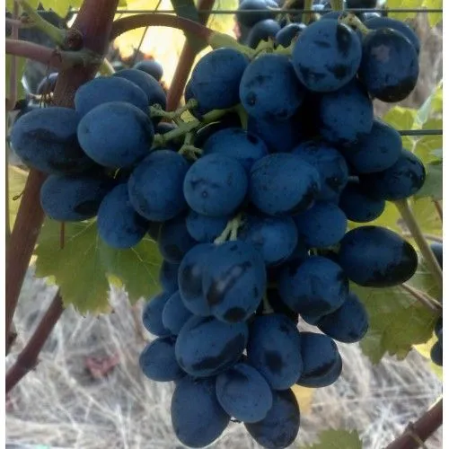 UVA NERO VASO 18CM