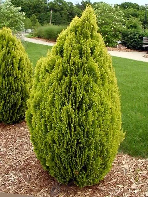 THUJA ORIENTALIS AUREA NANA IN VASO 18CM