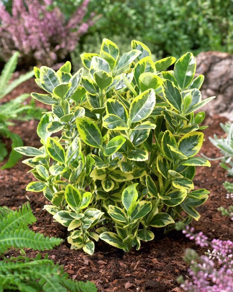 EUONYMUS JAPONICUS AUREUS VASO 18CM