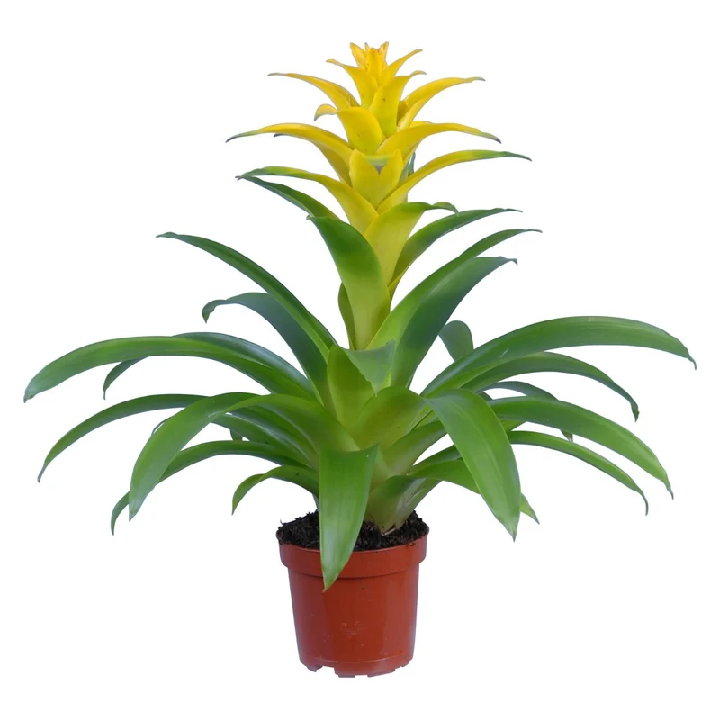 GUZMANIA DIANA COLORE ASSORTITO IN VASO 9CM