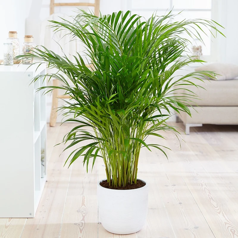 ARECA DYPSIS LUTESCENS IN VASO 12CM